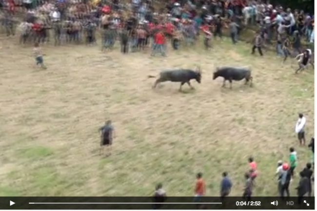 [VIDEO] Adu Kerbau Paling Seru di Tana Toraja, Seorang Penonton Kena Seruduk