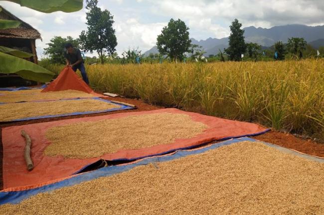 Petani Panggak Darat Semangat Panen Padi di Tengah Pandemi Covid-19