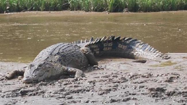 Buaya Muara di Sungai Kerandin Berpotensi Jadi Daya Tarik Wisata 