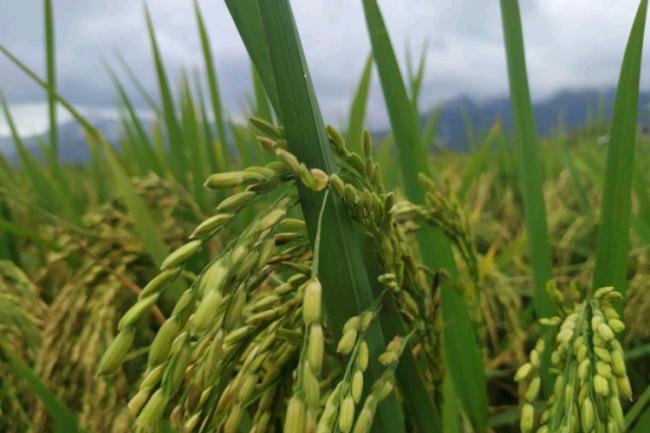 Sawah Panggak Darat di Lingga Butuh Irigasi dan Mesin Penggiling Padi