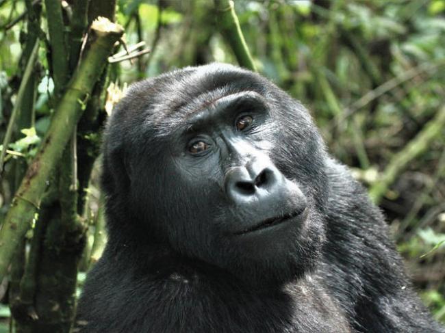 Gorila Koleksi Kebun Binatang AS Positif Corona, Ini Gejala Awalnya 