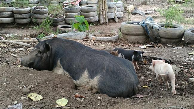Ribuan Babi Masih Bebas Berkeliaran di Dam Duriangkang