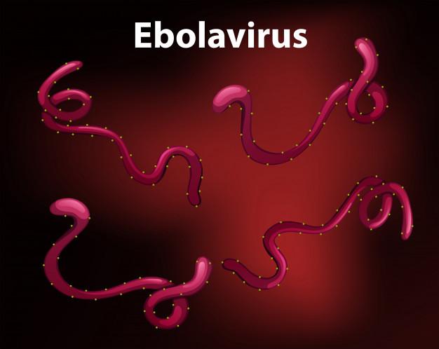 Corona Belum Reda, Wabah Ebola Merebak di Afrika Barat