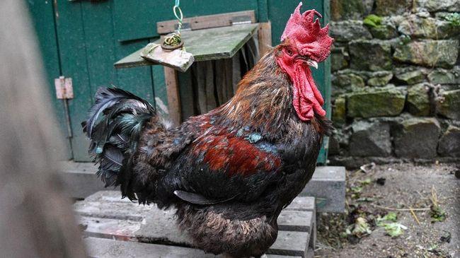 Menang Gugatan, Ayam Jago di Prancis Boleh Terus Berkokok