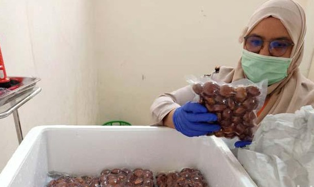 Jengkol Sumatra Barat Tembus Pasar Jepang