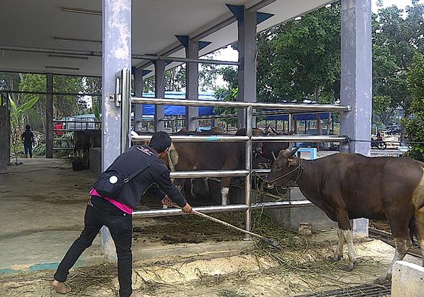 Ini Jumlah Hewan Kurban yang Dipotong dan Dibagikan di Masjid Raya Batam 