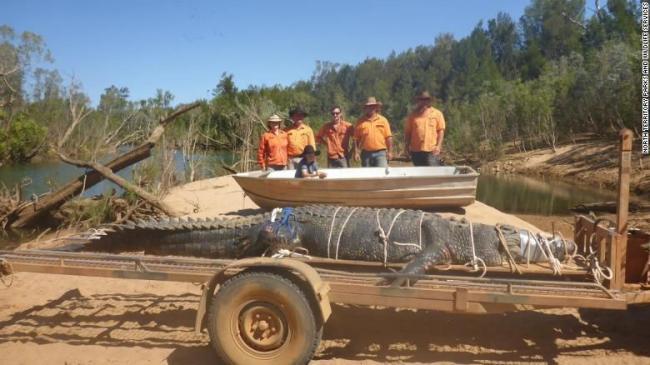 Buaya Raksasa Seberat 600 Kg Ditangkap di Australia