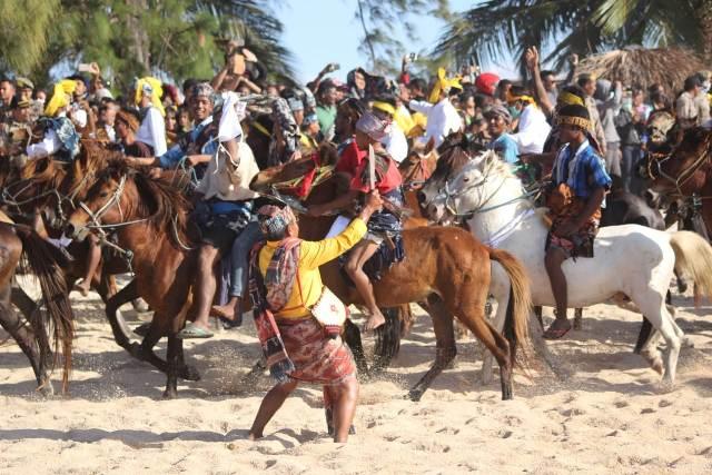 Wow, Ribuan Kuda Sandelwood Penuhi Pantai Walakiri