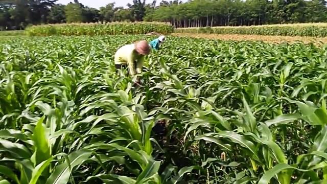 Harga Sayur Anjlok, Petani Batam Beralih Menanam Jagung