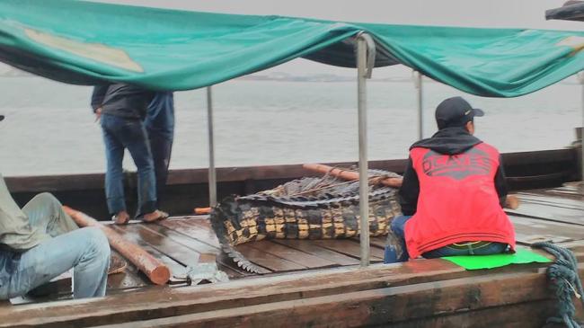 Batam Makin Banyak Buaya, Penangkaran Pulau Bulan Jebol?