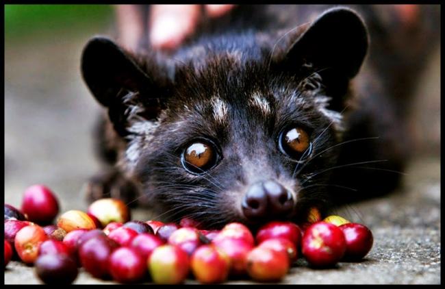 Bagaimana Hukum Kopi Luwak? Haram Atau Halal