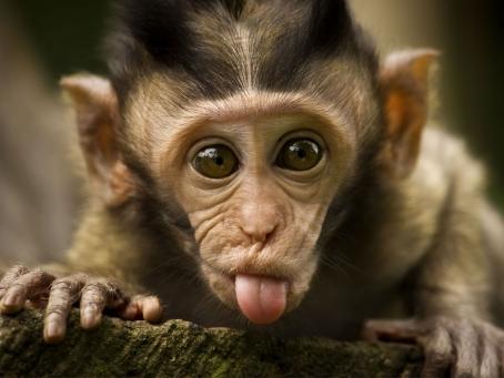 Miliarder Rela Rogoh Kocek Rp 25,3 Miliar demi Selamatkan Monyet