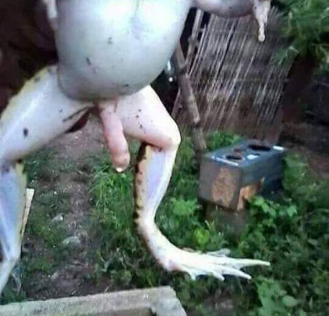 Penampakan Kodok "Berpenis" Jumbo ini Bikin Heboh Netizen