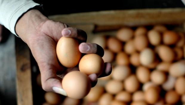 Harga Telur di Batam Tembus Rp 48 Ribu Per Papan
