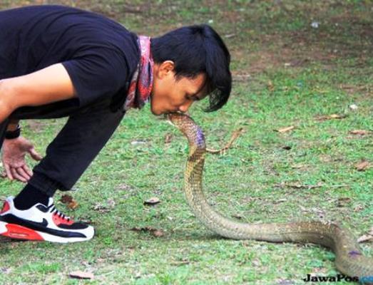 Bagaimana Menolong Korban yang Digigit King Kobra?