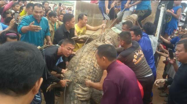 Heboh, Warga Sagulung Tangkap Buaya Berukuran 4 Meter