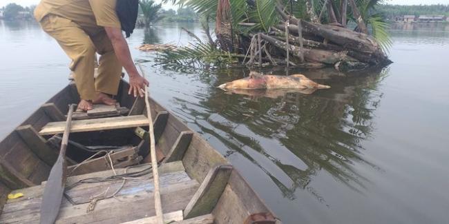 Bangkai Babi Berserakan di Danau Siombak Medan Bikin Penjualan Ikan Menurun