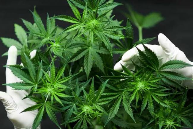 Negara-negara Ini Setujui Ganja Medis, Bagaimana Indonesia?