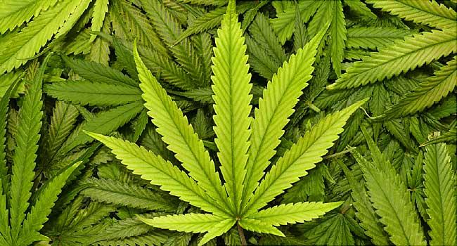 Negara Ini Merasa Malu Gegara Kekurangan Stok Ganja