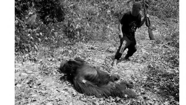 Polisi Ringkus Pembantai Orang Utan, Ada Tukang Gorok dan Foto 