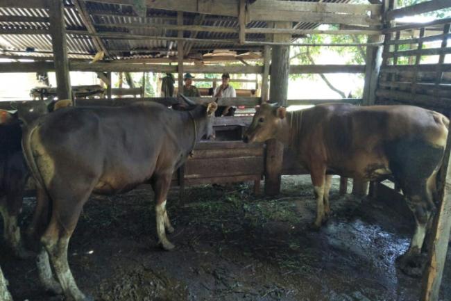 Dinas Peternakan Pastikan Sapi di Bintan Bebas Penyakit Brucellosis
