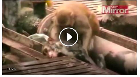 [VIDEO] Subhanallah, Seekor Kera Jantan Selamatkan Pasangan dari Kematian
