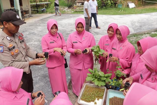 Bhayangkari Cabang Lingga Budidayakan Tanaman Hidroponik