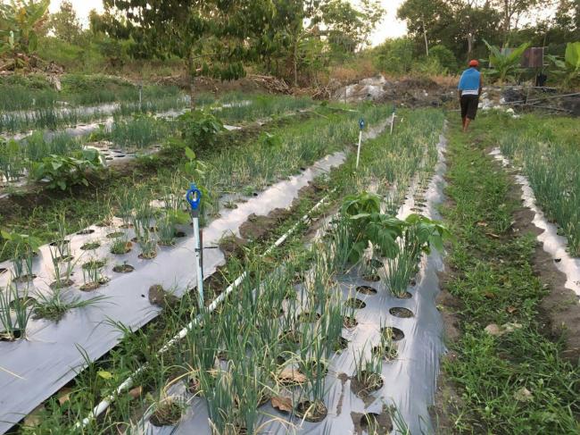 Pertanian Bawang Diujicoba di Desa Kuala Sempang Bintan