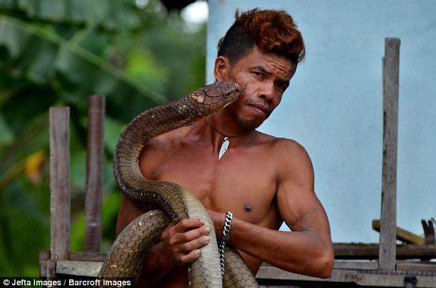 Heboh Pemuda Penakluk King Cobra Super Beracun, Ternyata Ini Rahasianya