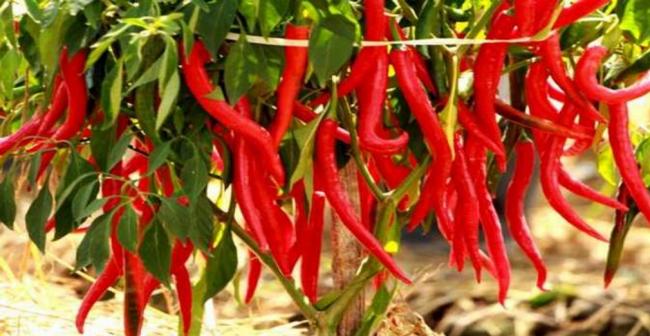 Duh Cabe Merah Naik, Kepri Inflasi