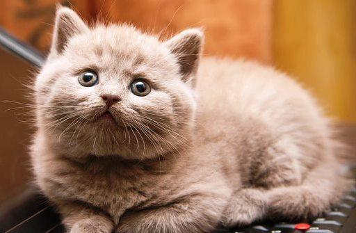Pasangan Pelihara Kucing, Ciri-ciri Suka Selingkuh?
