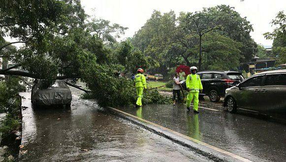 Pohon Tumbang Bikin Arus Lalin di Jalan Yos Sudarso Sempat Tersendat