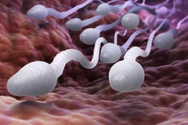 Makanan Ini Bisa Bikin Produksi Sperma Semakin Melimpah
