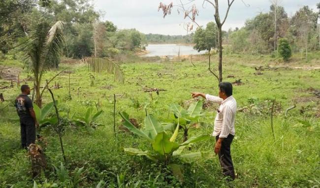 Hutan Lindung Waduk Sungai Pulai Dibabat, Debit Air Turun 3 Cm per Hari