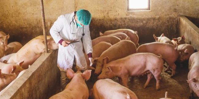 Ribuan Babi Mati di Peternakan Palembang Positif Africa Swine Faver