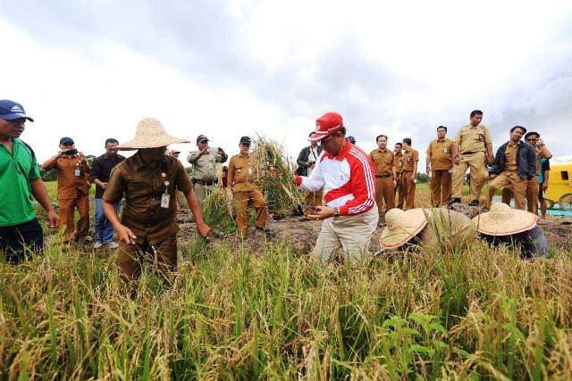 Bintan Penyumbang Tertinggi Padi dan Beras di Kepri