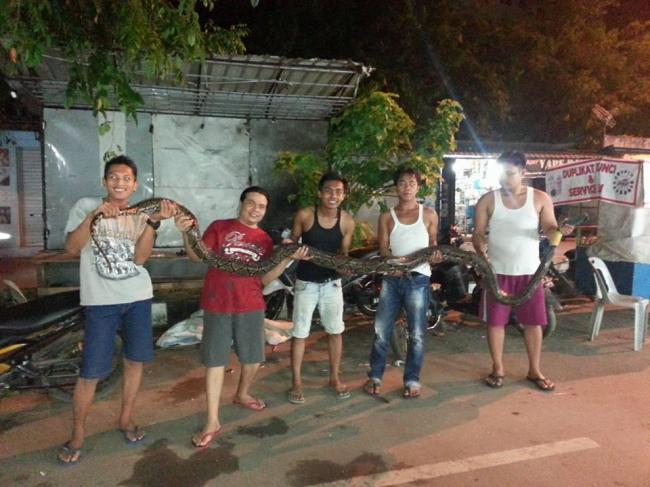 Ular Piton Sepanjang 5 Meter Ditangkap di Pasar Jodoh Batam
