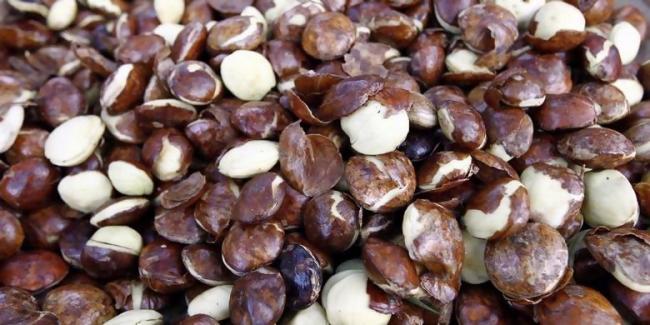 Harga Jengkol Sudah Saingi Daging Sapi