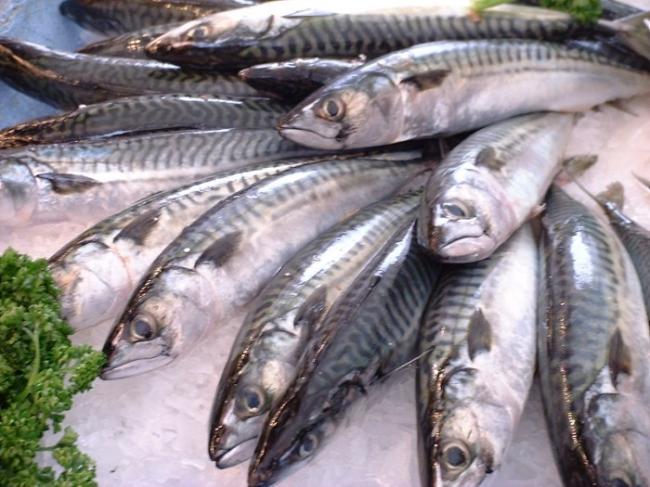 Ratusan Kilogram Ikan Makarel dan Kerapu Gagal Diselundupkan ke Singapura