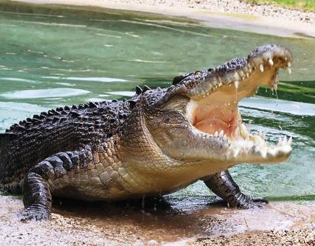 Over Populasi, Buaya di Lingga Siap Mangsa Warga Lagi
