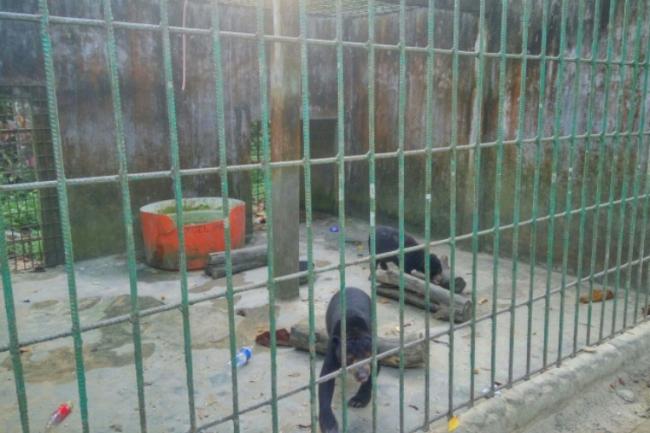 Satwa Langka Hutan Mata Kucing Dipindahkan, Pengelola Sedih