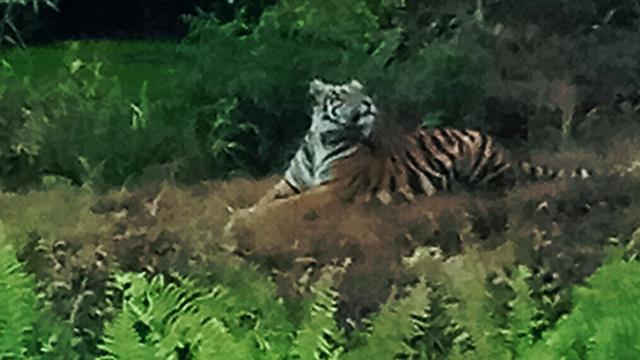 Petugas Ungkap Kejadian Mistis dalam Perburuan Harimau Bonita