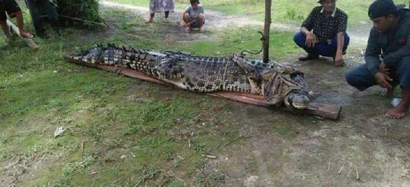 Warga Puding Besar Bangka Tangkap Buaya Empat Meter