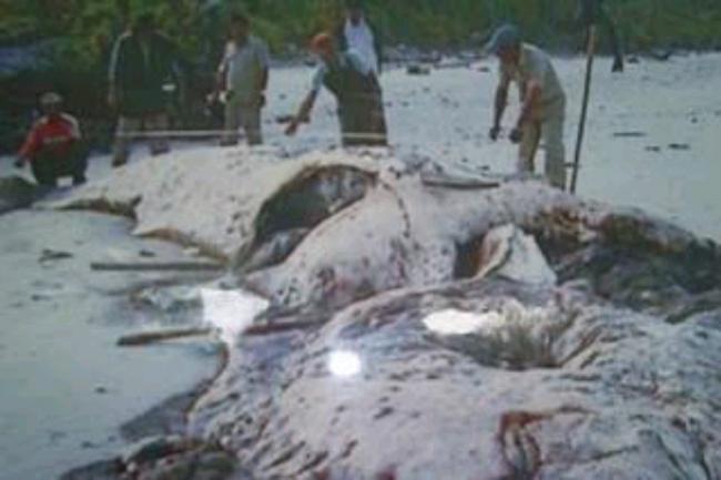 Selain Paus, Gajah Mina Juga Sempat Terdampar di Pantai Dungun Lingga