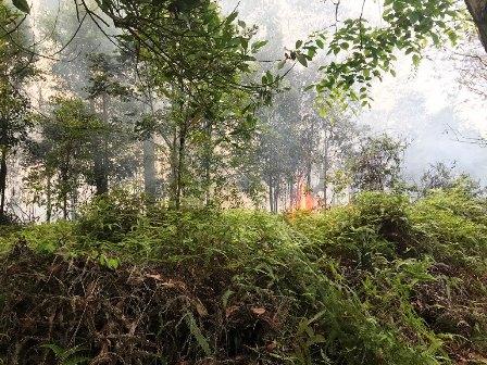 BMKG Reminds Alert to Potential Forest and Land Fires in Lingga
