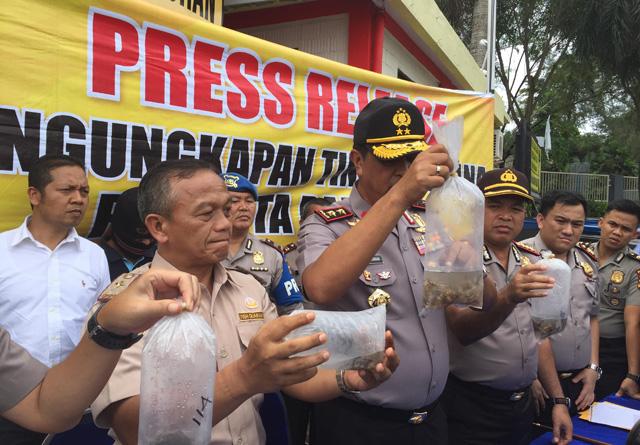 Lagi, Penyelundupan Ribuan Bibit Lobster ke Singapura Digagalkan, Begini Modusnya