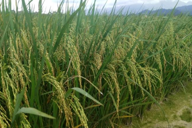 Petani Panggak Darat Terancam Gagal Panen, Mimpi Awe Pupus?