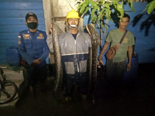 Sejumlah Ular Piton Masuk Rumah Warga saat Banjir di Ranai Natuna