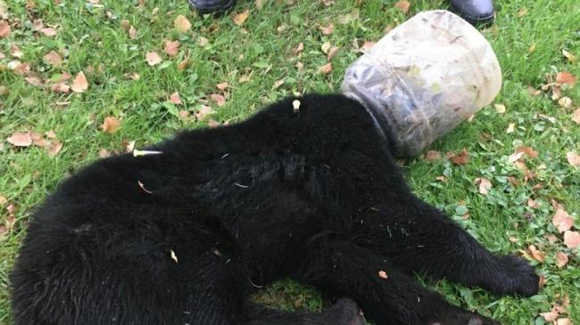 Kisah Anak Beruang yang Kepalanya Terjebak di Toples Plastik 3 Hari