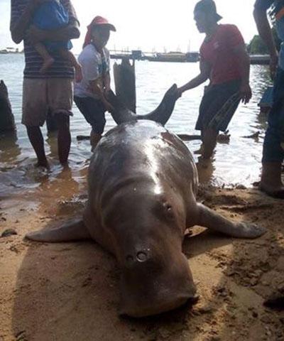 [BREAKING NEWS] Duyung Terdampar di Perairan Batam